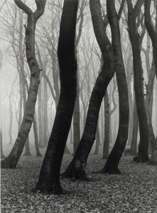 37_Bükkfaerdő ősszel, 1936