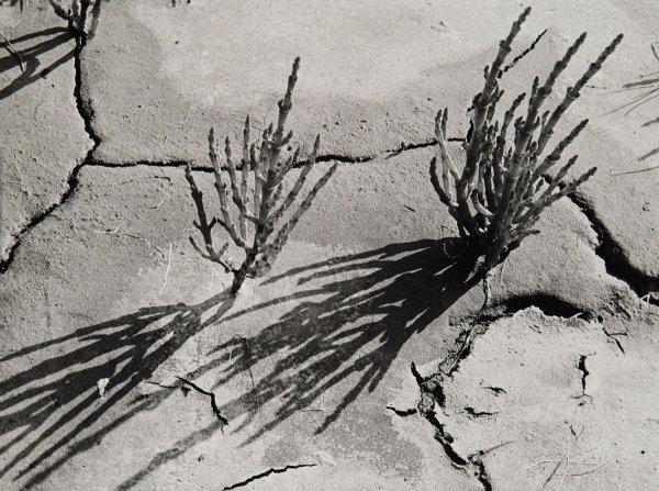 10_Triglochin maritima száraz sárban, 1928