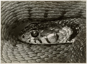 17_Kígyófej, 1927