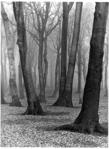 36_Bükkfaerdő, 1936